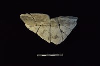 藏品(陶罐)的圖片